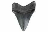 Serrated, Juvenile Megalodon Tooth - South Carolina #370425-1